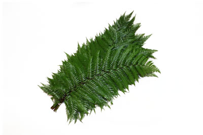 Feather Fern